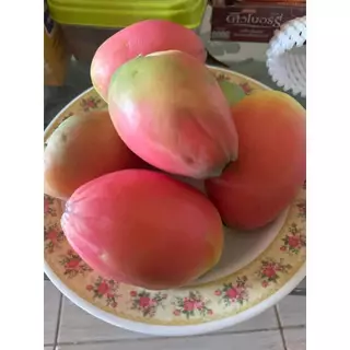 จามาคารู ต้นตอ จามาคารู อย่างดี พร้อมส่ง กินผมได้ กระบองเพชรกินผล รสชาติหวานจร้า ตอจามาคารู ตอ ตัดสด