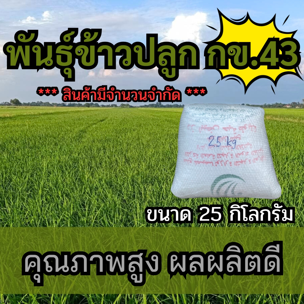 พันธุ์ข้าวกข43 จำนวน 25 กิโลกรัม ข้าวปลูก กข43