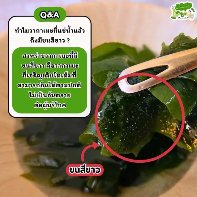 สาหร่ายวากาเมะแห้ง Dried Wakame Seaweed thumbnail 3