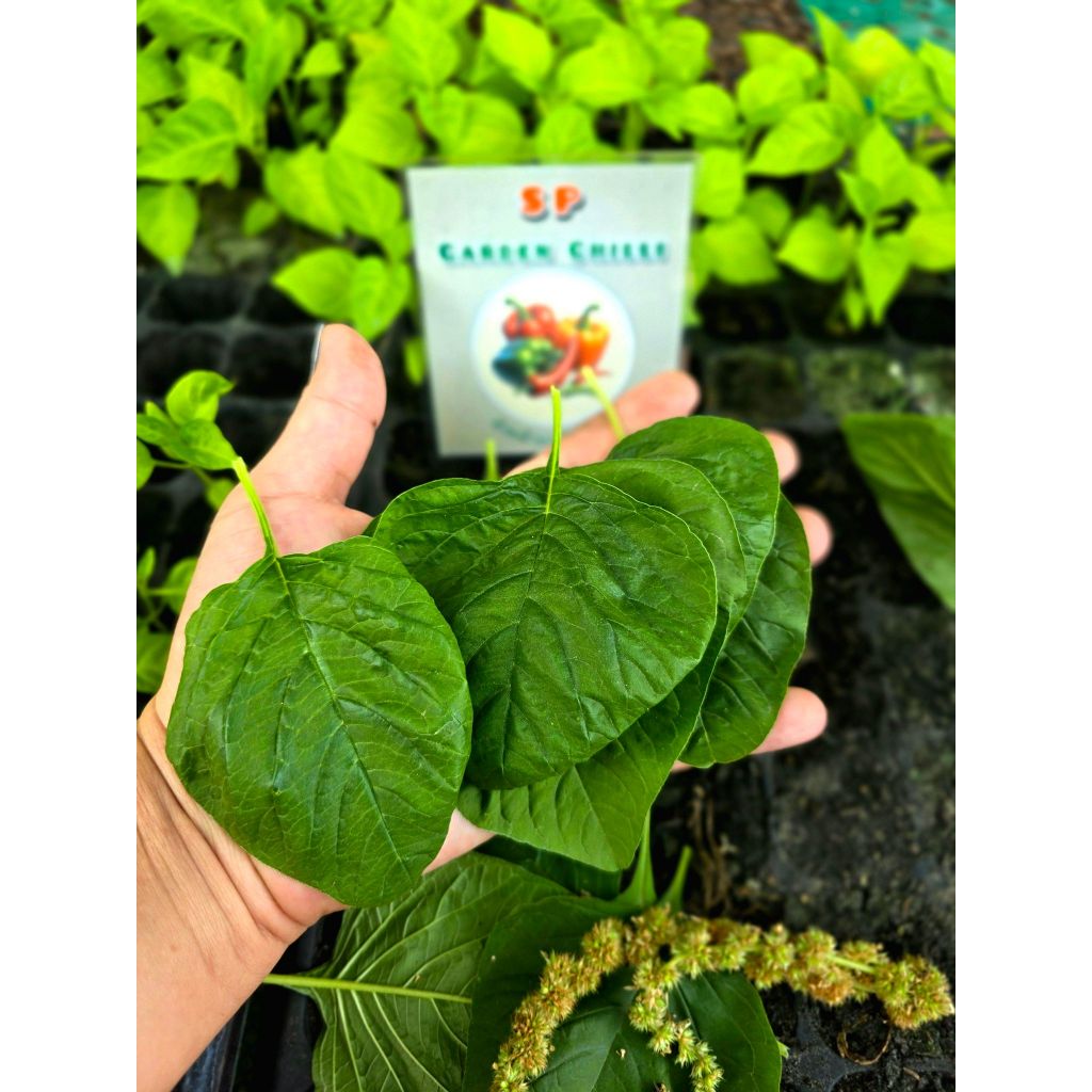 เมล็ดพันธุ์ผักโขมเขียว(Amaranthus viridis)