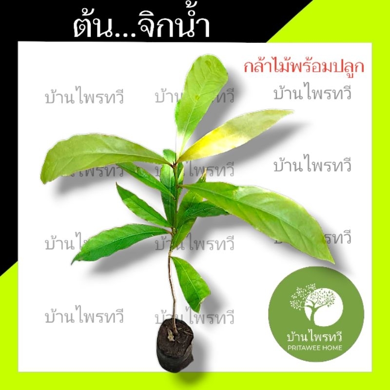 ต้นจิกน้ำ 30-35ซม. ต้นไม้ตาย เคลมฟรี ทุกต้น เฉพาะ ระหว่างขนส่ง เท่านั้น จิกน้ำ ไม้ประดับ ไม้มงคล ไม้สมุนไพร