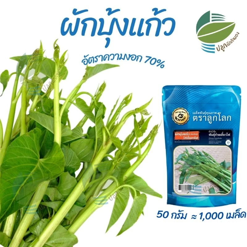 เมล็ดพันธุ์ ผักบุ้งแก้ว ผักบุ้งเย็นตาโฟ ขนาด 50 กรัม