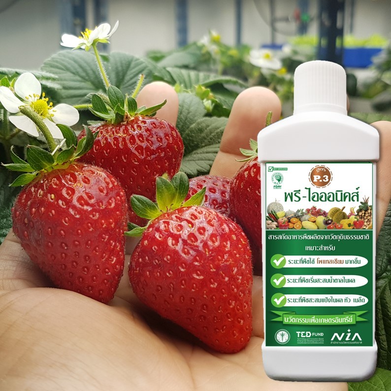 สารสกัดอาหารพืช (สูตร P.3) ทดแทน ปุ๋ยโพแทสเซียมเคมี สำหรับปลูกพืชอินทรีย์ รับรองมาตรฐานอินทรีย์ IFOAM - รูปที่ 4