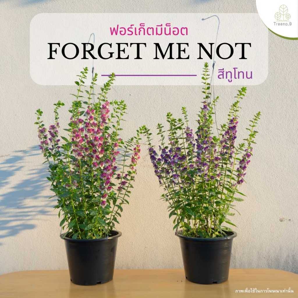 Treeno.9 T230 ฟอร์เก็ตมีน็อต ตั้ง (for get me not) กระถางแขวน 8 นิ้ว / สูง 30-40 ซม. / ไม้ประดับ ไม้ดอก (ต้นไม้)