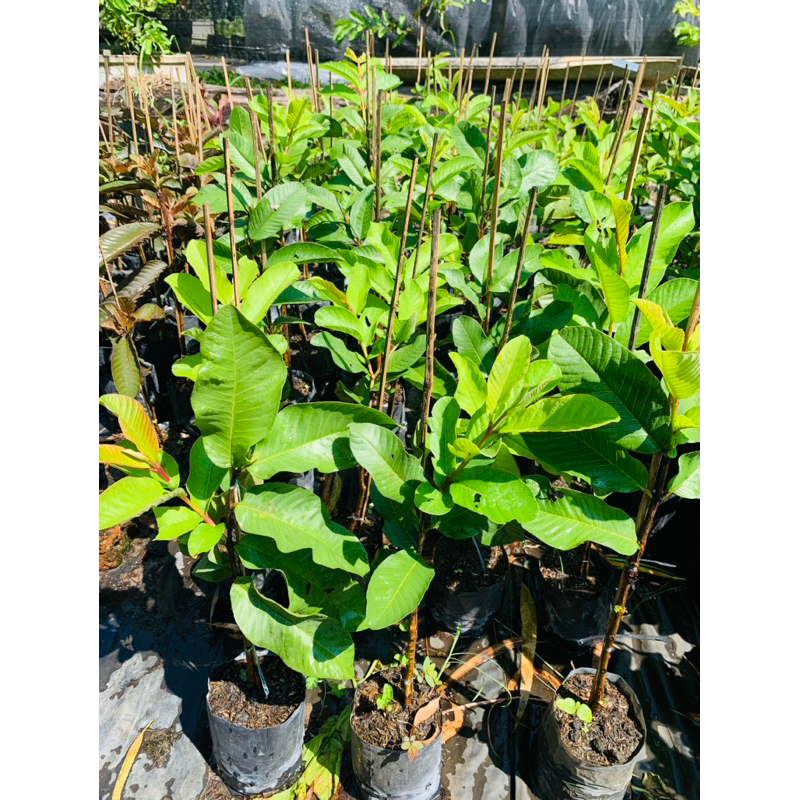 ฝรั่งเพชรภูธร2 ต้นเสียบยอด ดกและติดผลง่าย พร้อมปลูก - รูปที่ 3