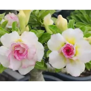พลอยใส ขาวอมชมพู ต้นชวนชม ดอกซ้อน adenium desert rose plant