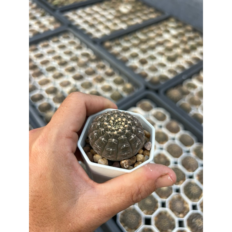 ยิมโนจานบิน Gymnocalycium ragonesei กระถาง 2-3 นิ้ว ราคา ถูกที่สุด ดีลบีเคเค แกลเลอรีภาพที่ 8