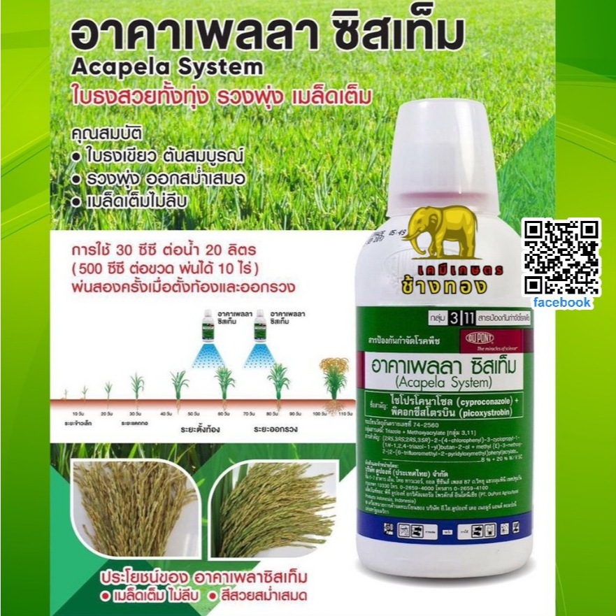 อาคาเพลลา ซิสเท็ม ( ขนาด 500ml.)ป้องกันกำจัดโรคใบจุด ใบขีด กาบใบแห้ง ใบไหม้ เน่าคอรวง เมล็ดด่าง