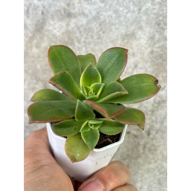 Aeonium haworthii Kiwi ไม้อวบน้ำ กุหลาบหิน ขนาด 2 นิ้ว