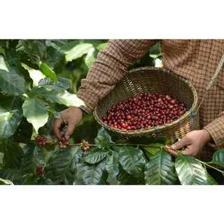 เมล็ดกาแฟคั่้วโคลัมเบีย เบลนด์ พีช Colombia Blend Peach | เมล็ดกาแฟพีช กาแฟกลิ่นพีช จากดอยมณีพฤกษ์