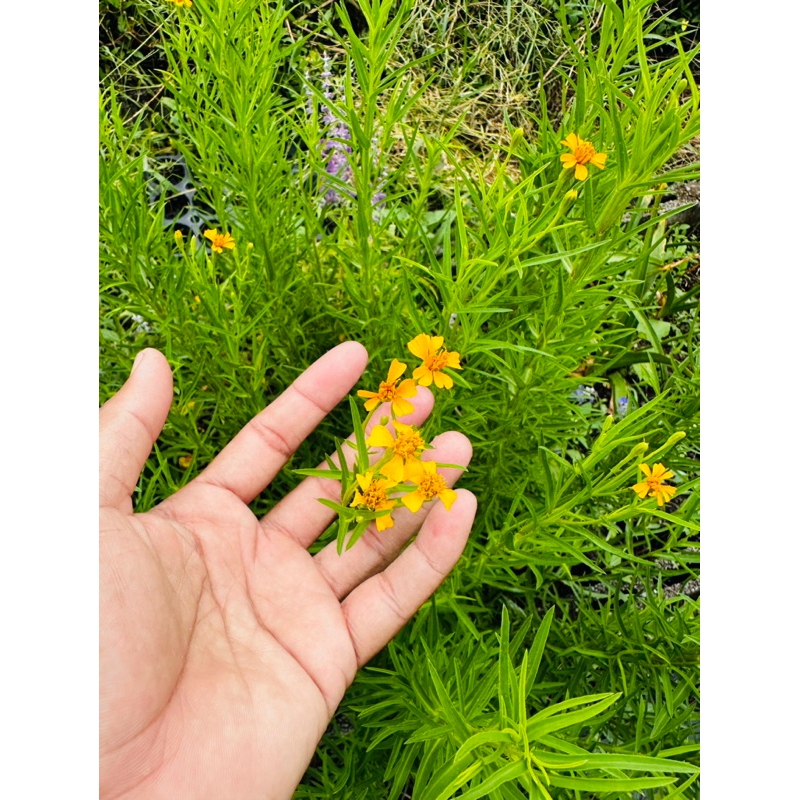 ทารากอน Tarragon ประดับสวนด้วยสมุนไพร