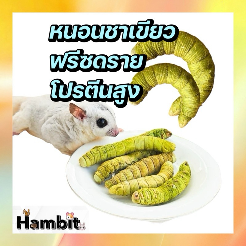 Hambit. หนอนชาเขียวฟรีซดราย เกรดดีมากAAA+ ถุงละตัว✅โปรตีนสูง สำกรับชูการ์ แฮมเตอร์ กระรอก และอื่นๆ
