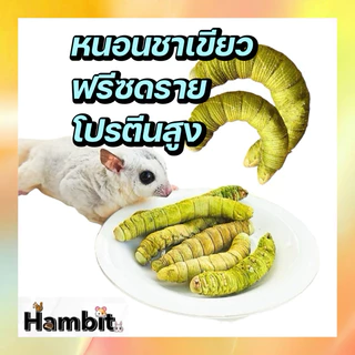 Hambit. หนอนชาเขียวฟรีซดราย เกรดดีมากAAA+ ถุงละตัว✅โปรตีนสูง สำกรับชูการ์ แฮมเตอร์ กระรอก และอื่นๆ