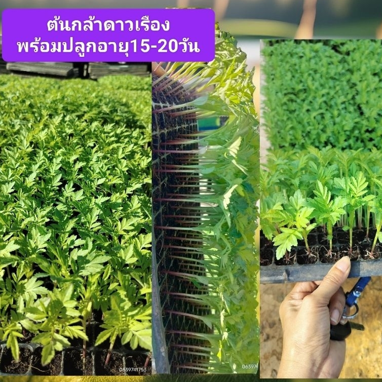 ต้นกล้าดาวเรืองพร้อมปลูกแพ็คเกจชุด50ต้น/100ต้น/ 200ต้น - รูปที่ 2