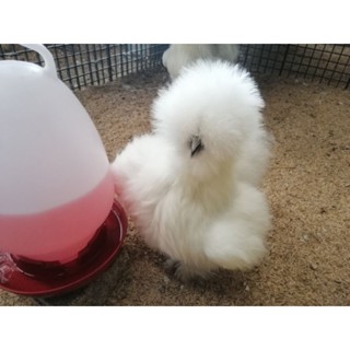 ไข่เชื้อไก่ซิลกี้อเมริกา​ฟูฟู​ เกรดสวยงามของแท้แน่นอนไม่จกตา