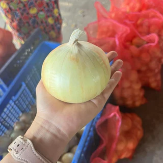หอมหัวใหญ่ 🧅 หอมใหญ่ หอมไทย หอมหัวใหญ่ไทย หอมใหญ่ผิวสวย หอมเนื้อแน่น หอม