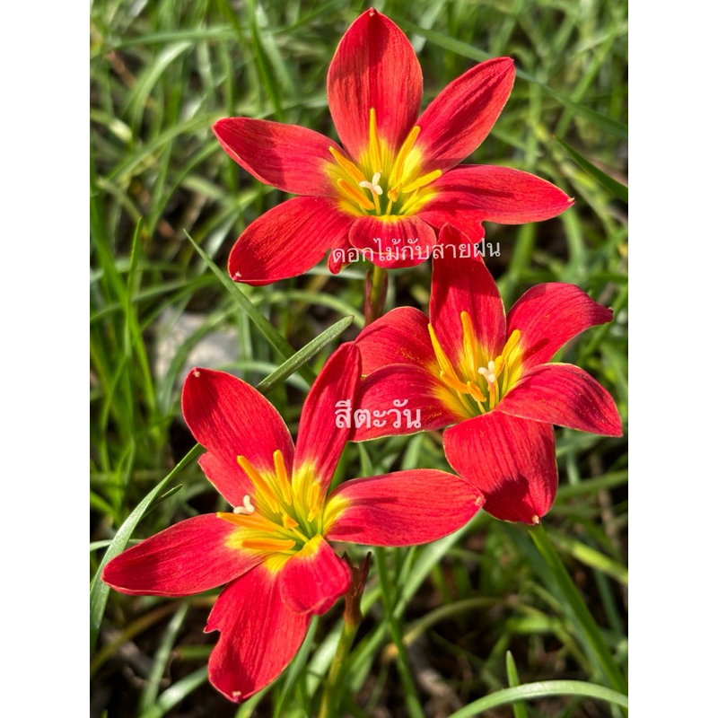 บัวดิน สีตะวัน ดอกสีแดงสดชุดละ5หัว50