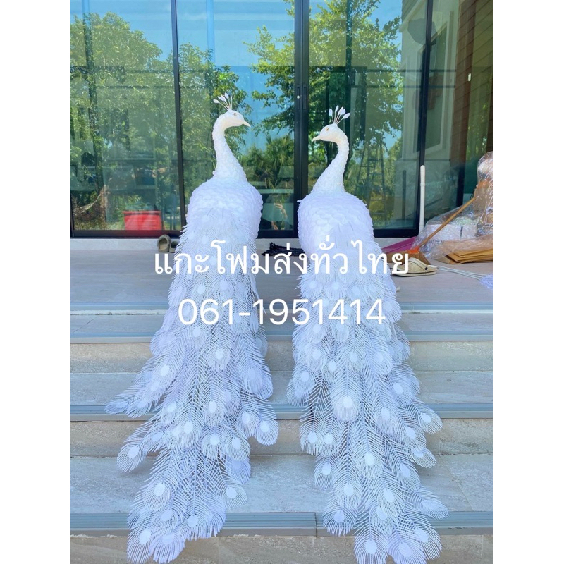 นกยูง #นกยูงโฟม #ราชินีนกยูง #peacock