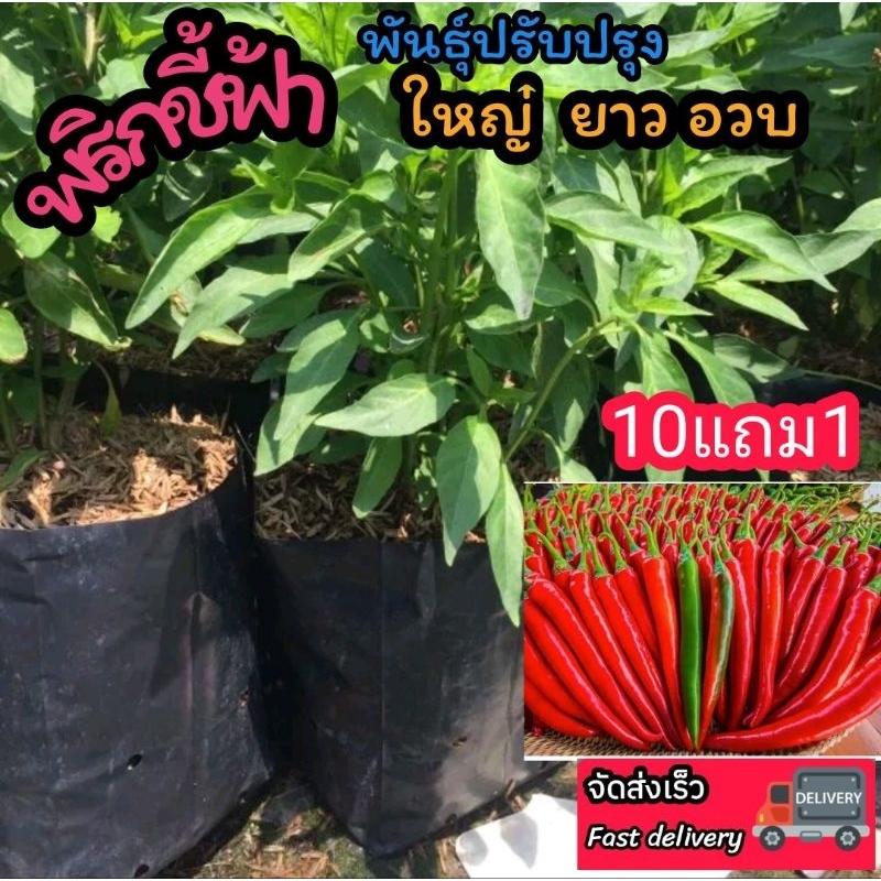 ต้นพริกชี้ฟ้า  ผักสวนครัว จินดา ขี้หนูสวน ผักชี ต้นหอม มะนาว พริกกระเหรียง ผักสมุนไพรไทย น้ำพริก  ต้นกล้า เมล็ดพันธุ์ไม้