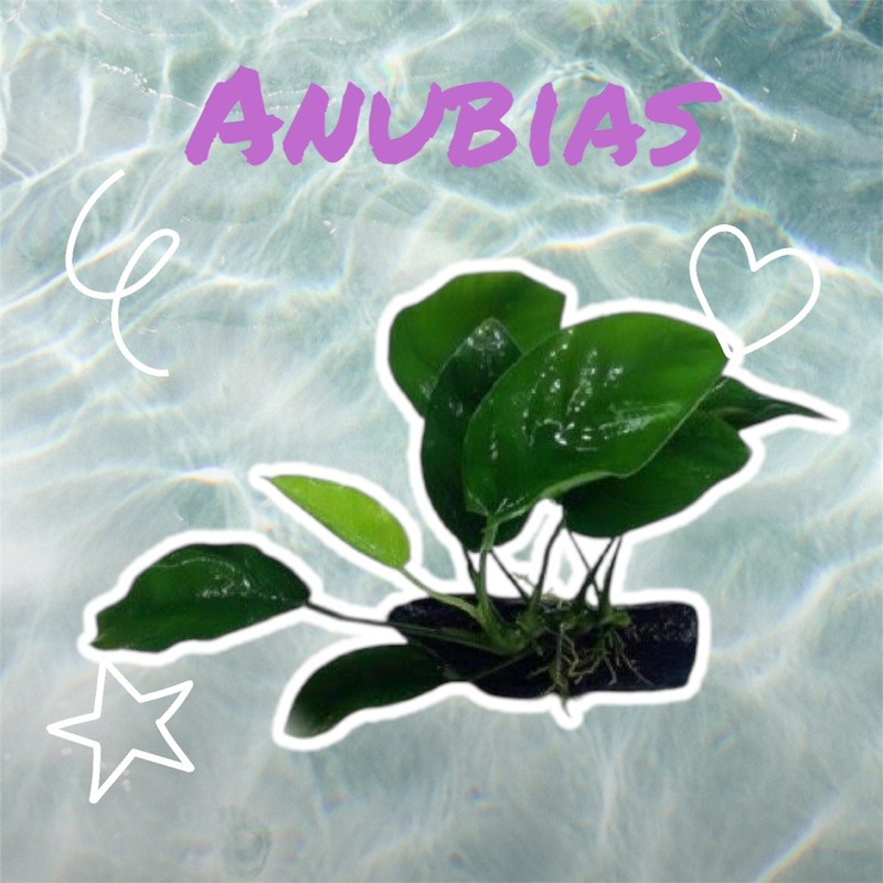 อนูเบียสผูกขอน[อันเล็กS] Aunbias barteri var แบบพันขอน ใช้ตกแต่งตู้ปลา
