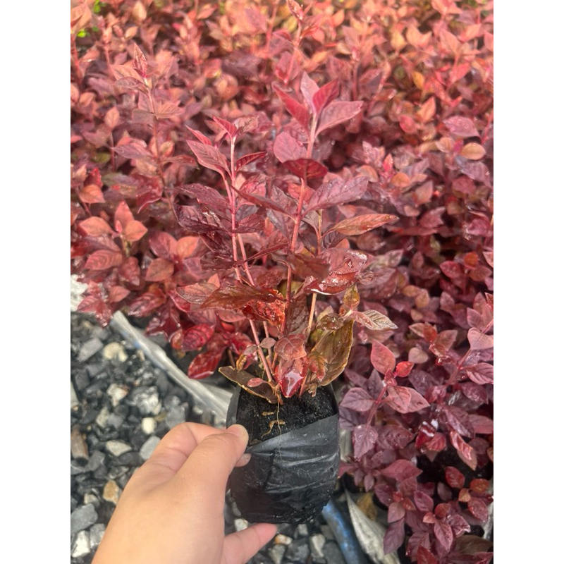 ต้นแดงชาลี แดงชาลี ขนาด 10-15 ซม ถุง 2 นิ้ว รากออกเยอะแล้ว - รูปที่ 5