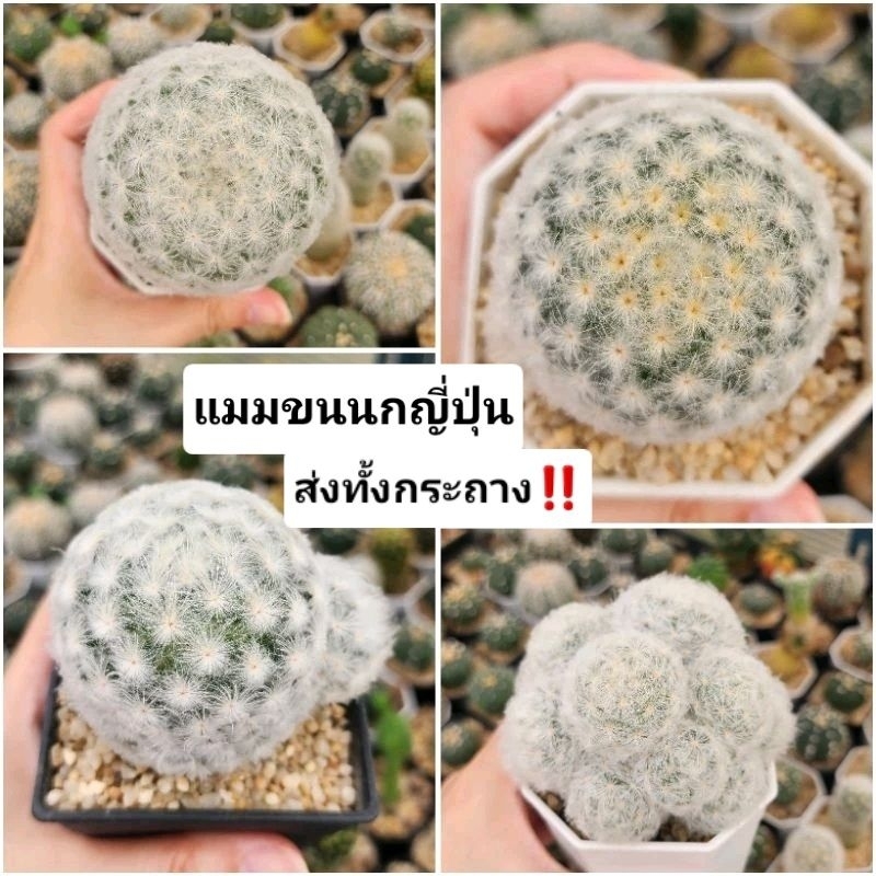 🌵 แคคตัส กระบองเพชร (ส่งทั้งกระถาง!!) แมมขนนกขาว ขนญี่ปุ่น ในกระถาง3นิ้ว ขนนกขาว (Mammillaria Plumos