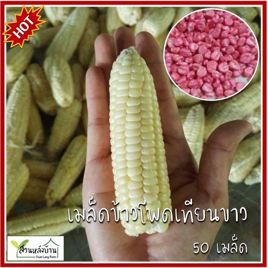 50 เมล็ด ข้าวโพดเทียนขาว เมล็ดข้าวโพดเทียนขาว ข้าวโพดเทียน เมล็ดข้าวโพดเทียน ข้าวโพด เมล็ดข้าวโพด
