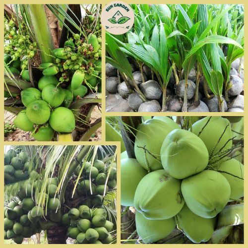 🌴 ต้นกล้ามะพร้าวหอม สูง 60-80CM กะทิน้ำหอม ต้นเตี้ย บ้านแพ้ว ติดผลเร็ว 100% 🌴