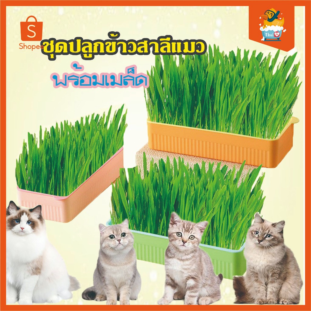 Thai.th ชุดปลูกข้าวสาลีแมว พร้อมเมล็ด 🐱 ออร์แกนิค ข้าวสาลีแมวต้หญ้าแมว ถาดเพาะต้นอ่อน YC-409