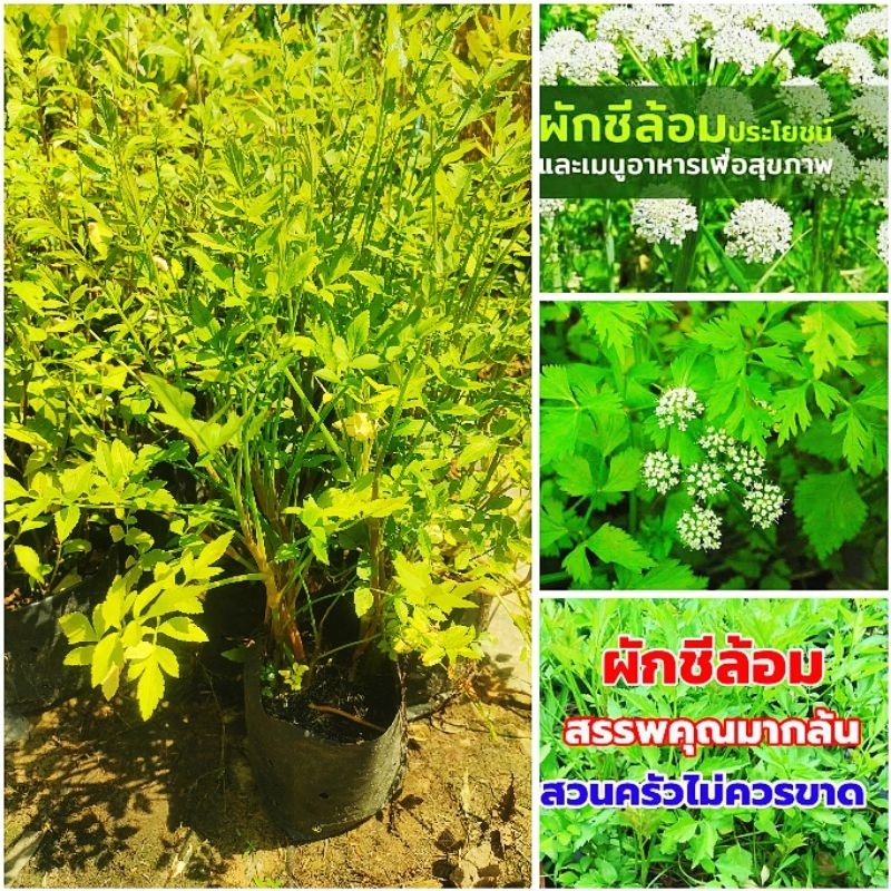 ผักชีล้อม ผักสวนครัวสมุนไพร ต้นพันธุ์ชำถุงพร้อมปลูก สินค้าเสียหายยินดีเคลมฟรี