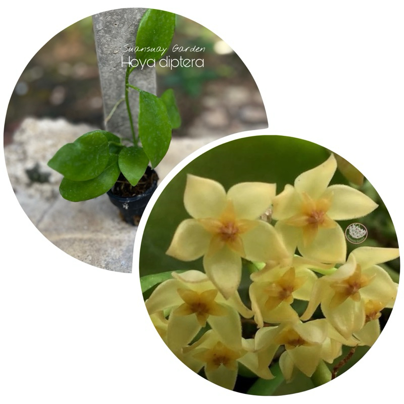 Hoya diptera โฮยาดอกสีเหลืองสว่าง ใบกลมสมส่วน ดอกหอมอ่อน น่าเลี้ยงน่ารักมาก จัดส่งในกระถางขนาด 1 นิ้ว