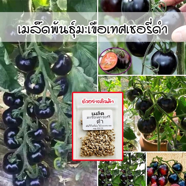 Black Cherry Tomato มะเขือเทศเชอรี่ดำ 8-25 เมล็ด หวานกรอบ รสเข้ม (ซื้อ 10 แถม 1 คละได้) – โปรปัง