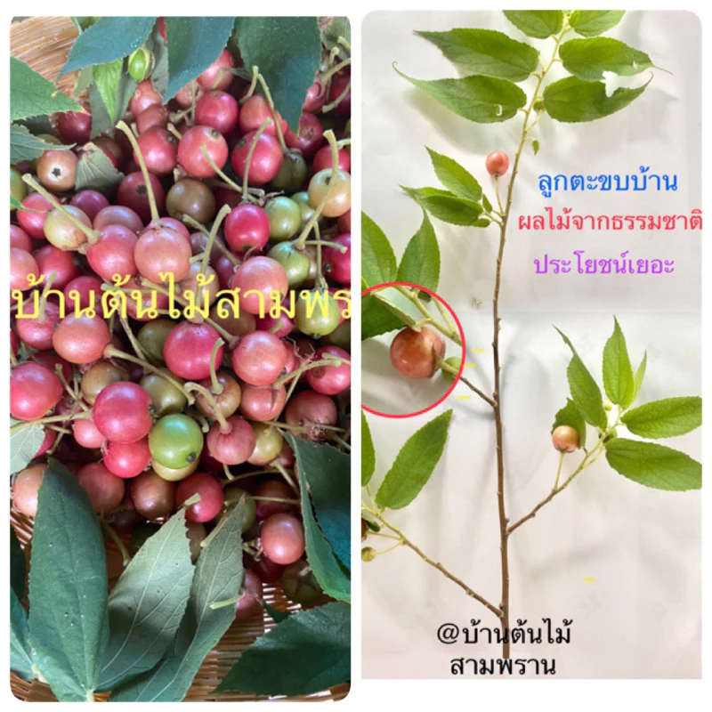 ลูกตะขบบ้านผลไม้จากธรรมชาติประโยชน์เยอะ(มีแถม)