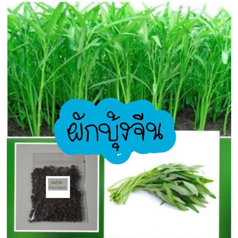 เมล็ดพันธ์ผักบุ้งจีนคัดพิเศษบรรจุซองละ400-600 เมล็ดแถมปุ๋ยและวิธีการปลูกให้ทุกออเดอร์ มีปลายทาง ส่งของทุกวันไม่มีวันหยุด