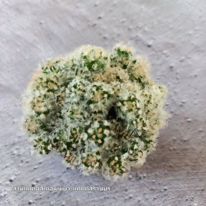 แคคตัสแมมขนนกขาว Mammillaria plumosa แบบพอต ต้นโต ๆ พร้อมแยก ส่งทั้งกระถาง