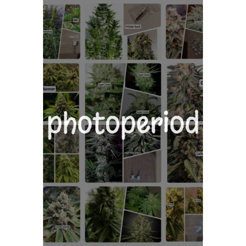 เมล็ดสายพันธุ์ โฟโต้Photoperiod บรีดเพศเมีย Pack2,5 Seeds