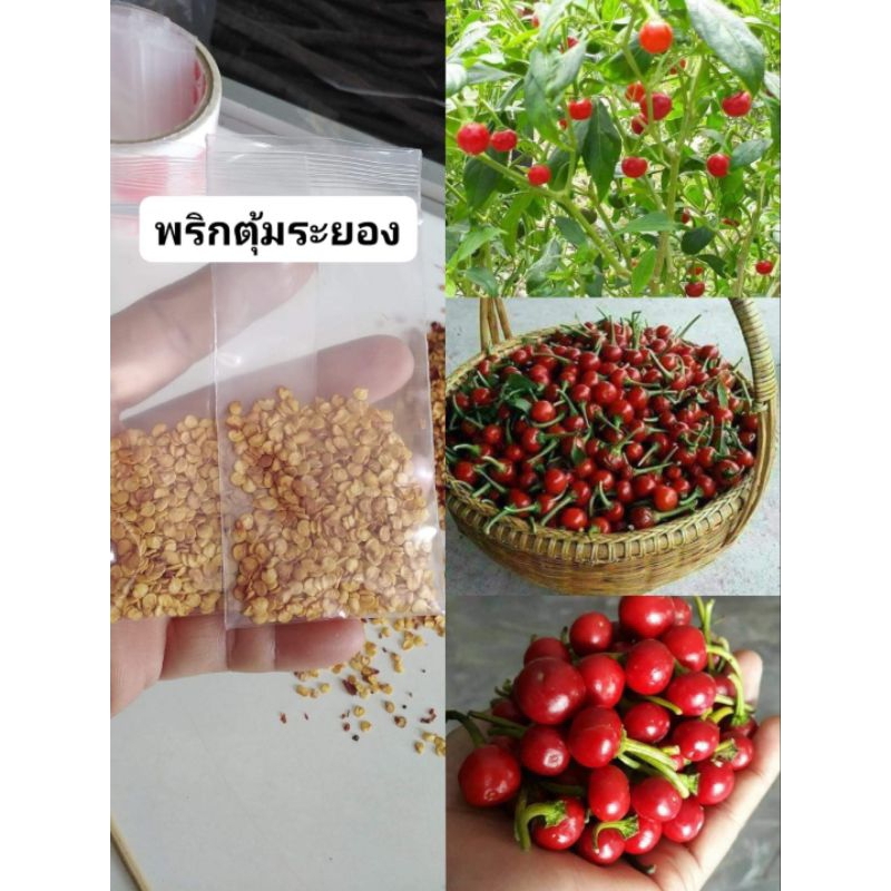 พริกตุ้มระยอง ขายเมล็ด1ชุด50บาท บรรจุราว200เมล็ด
