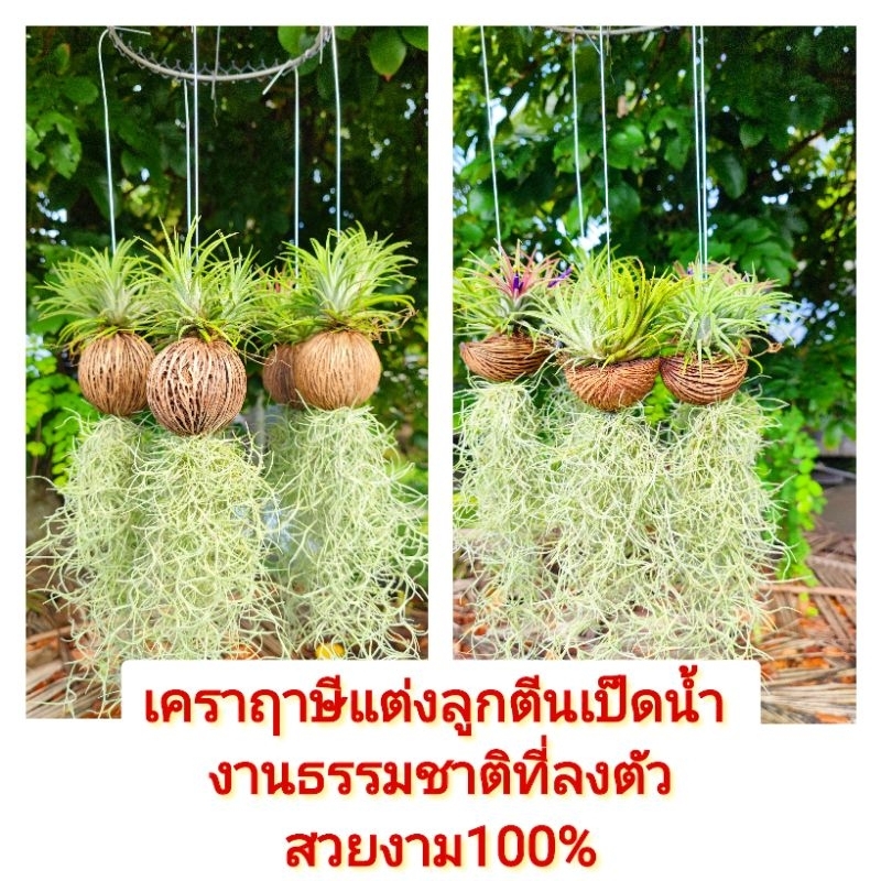 เคราฤาษีตีนเป็ดแบบเต็มลูกและครึ่งลูก(เคราเลี้ยงสวยฟู)