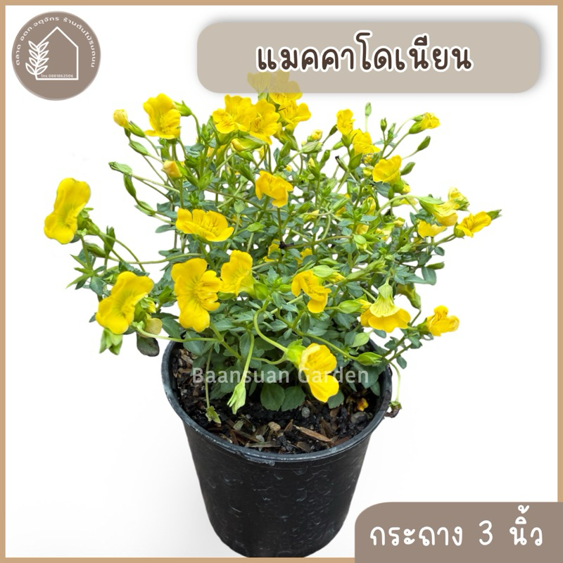 ต้นแมคคาโดเนีย ดอกสีเหลือง กระถาง 3 นิ้ว