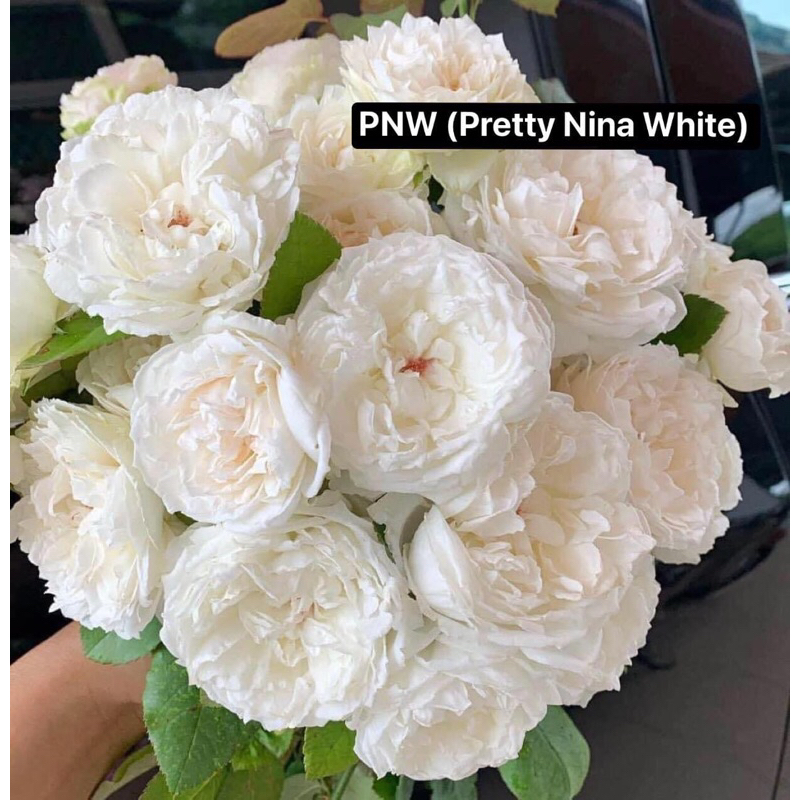 กุหลาบ-PNW สีขาว (Pretty Nina White)  สีขาว ดอกฟูเหมือนซาลาเปาตรงกลางดอกมีเกสรสีแดง