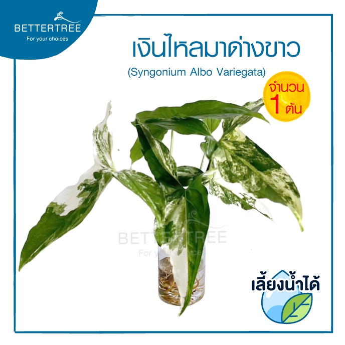 เงินไหลมาด่างขาว(จำนวน 1 ต้น)เลี้ยงน้ำได้  ความยาวต้นประมาณ 25 cm  ไม้มงคล ไม้ฟอกอากาศ ราคา ถูกที่สุด ดีลบีเคเค แกลเลอรีภาพที่ 3
