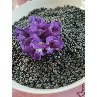 เมล็ดดอกอัญชันเทพพระรัตน์63กลีบซ้อน Butterfly pea flowers, Butterfly pea seedlings 蝴蝶豌豆花、蝴蝶豌豆苗