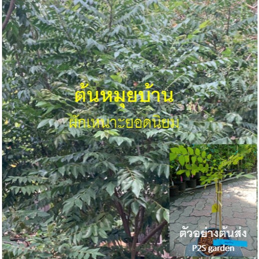 ต้นหมุย หมุยบ้าน หมุยช้าง หมูรุย ผักเหนาะทานยอด ใบหอมหวาน