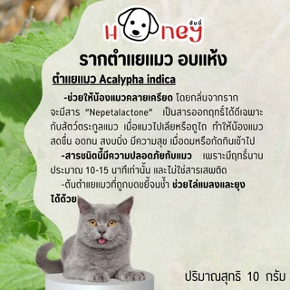 รากตำแยแมวอบแห้ง ตำแยแมว ตำแยแมวอบแห้ง Honey