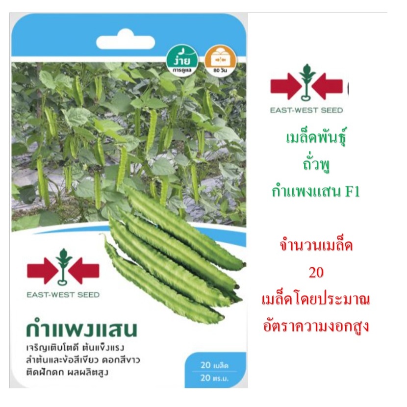 5 ฟรี 1 คละได้ เมล็ดพันธุ์ ถั่วพู กำแพงแสน F1 ตรา ศรแดง อัตราความงอกสูง