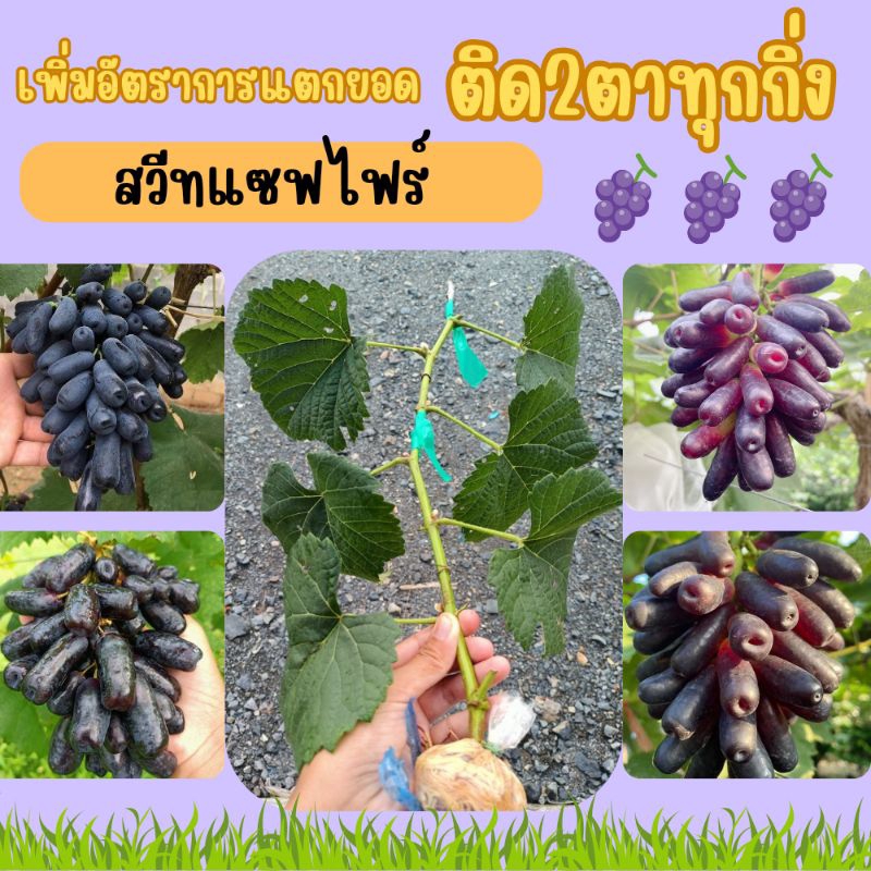 กิ่งพันธุ์ติดตา2ตาองุ่นนิ้วแม่มด(Sweet sepphire)