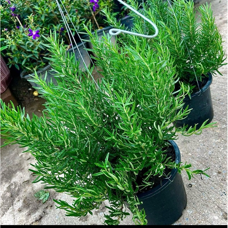 ต้นพันธุ์โรสแมรี่ สมุนไพรโรสแมรี่ Rosemary สมุนไพรฝรั่ง ในกระถาง8นิ้ว