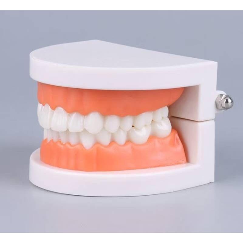 โมเดลฟัน ฟันปลอม สื่อการเรียนการสอน สอนแปรงฟัน ขยับได้อ้าปากได้ สอนทันตกรรม ฟันจำลอง teeth model tea