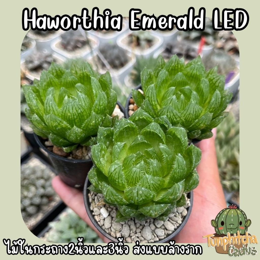 ฮาโวเทีย Haworthia Emerald LED (ส่งแบบล้างราก)
