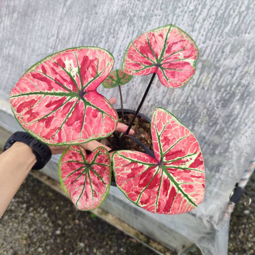 ขุมทอง บอนสี กระถางใหญ่ 6 นิ้ว Caladium